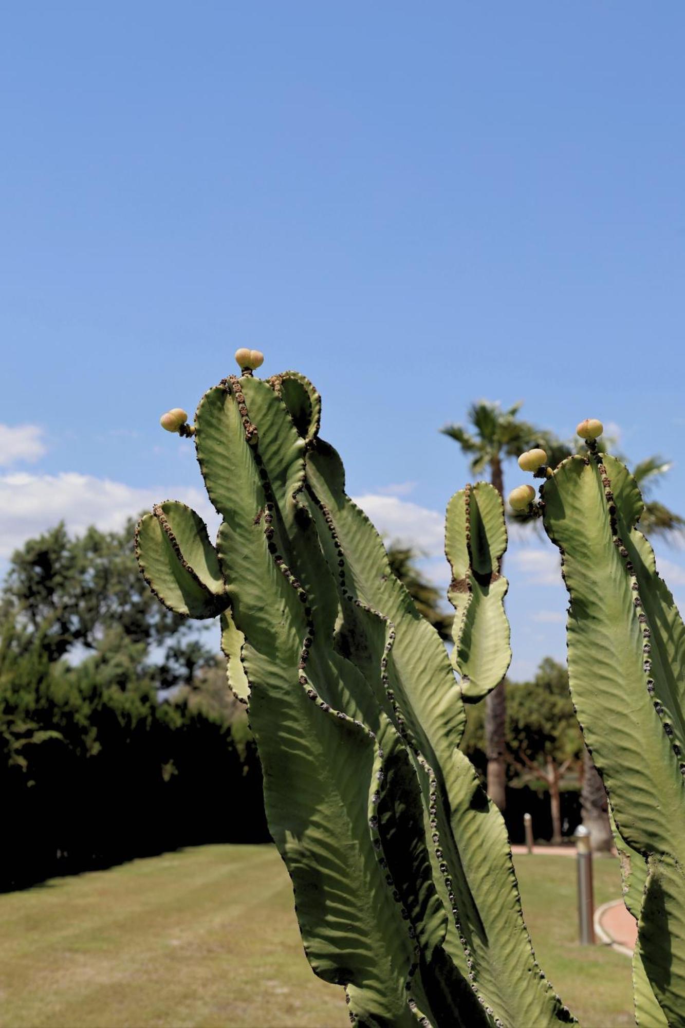 ホテル Cortijo Media Legua ベラ エクステリア 写真